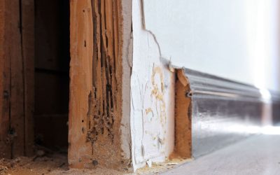Rumah Sudah Bersih, Tetap Bisa Kena Rayap?