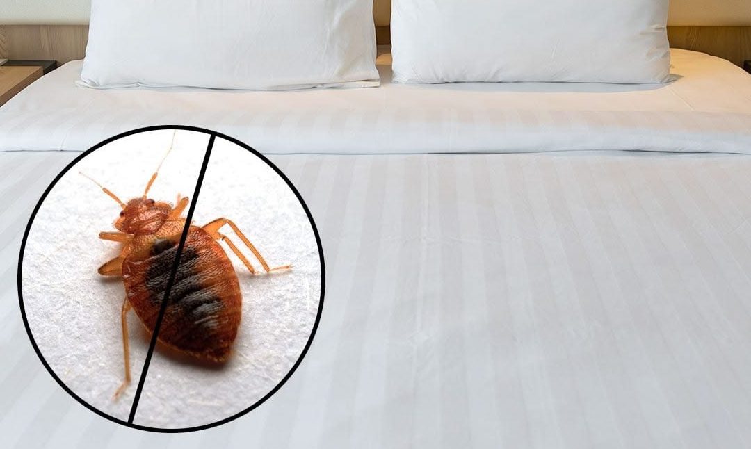 bahaya bedbugs untuk kesehatan