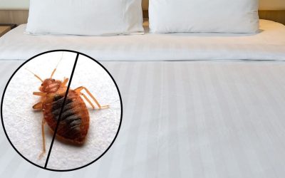 Bahaya Bedbugs Jika Tidak Ditangani