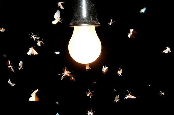 serangga dibawah lampu yang menyala