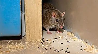 kotoran tikus di rumah