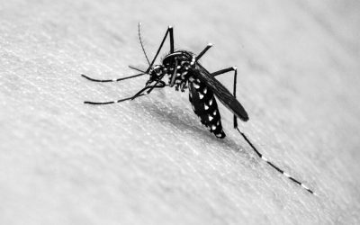 Kenapa Nyamuk Aedes Susah Dikendalikan?