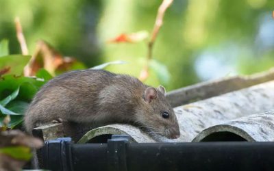 Bagaimana Cara Mengusir Tikus di Plafon Rumah