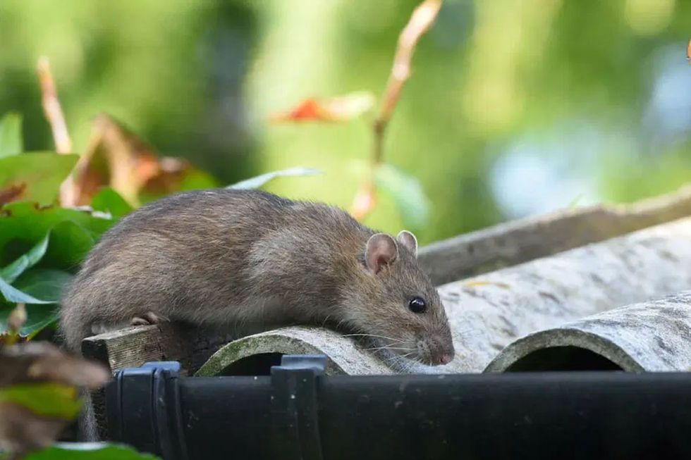 tikus di atap rumah