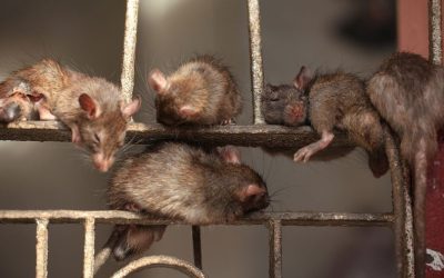 Kenapa Rumah Tiba-Tiba Banyak Tikus?