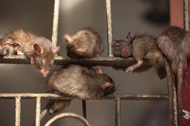 tikus masuk rumah gara-gara apa?