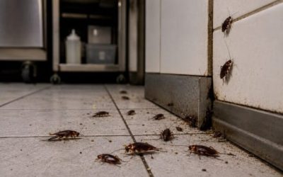 Kenapa Restoran Bersih Tetap Ada Kecoa?