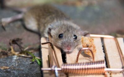Mengapa Tikus Sulit Terjebak Dalam Perangkap?