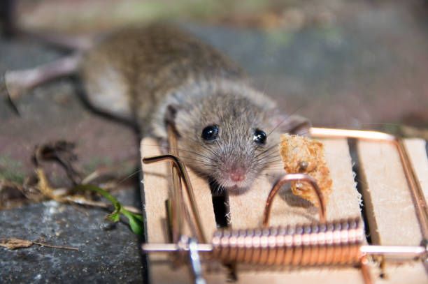 Peranagkap Tikus